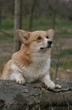 CORGI PEMBROKE 1482
